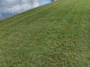 Covington La Lawn Care Service Lawn Mowing From 19 Rated Best 2020