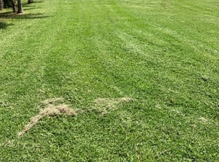 Cranberry Twp Pa Lawn Care Service Lawn Mowing From 19 Rated Best 2020