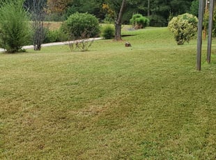 1 Crawfordville Fl Lawn Care Service Lawn Mowing From 19 Best 2020