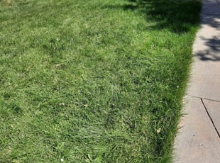 Des Plaines Il Lawn Care Service Lawn Mowing From 19 Rated Best 2020