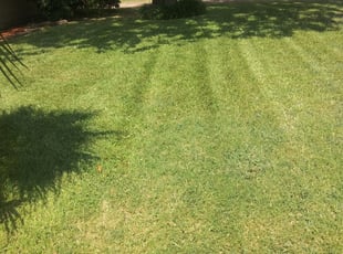 Donna Tx Lawn Care Service Lawn Mowing From 19 Rated Best 2020