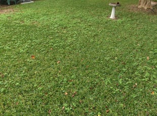 1 East Amherst Ny Lawn Care Service Lawn Mowing From 19 Best 2020