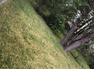 1 Elk Grove Ca Lawn Care Service Lawn Mowing From 19 Best 2020