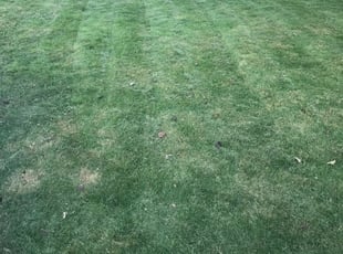 Elmendorf Tx Lawn Care Service Lawn Mowing From 19 Rated Best 2020
