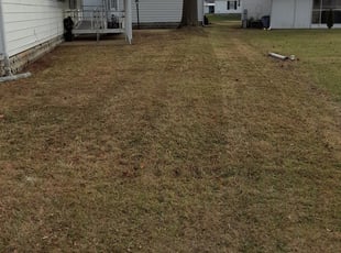 Trim and prune tree service vancouver