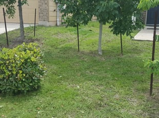 1 Evergreen Co Lawn Care Service Lawn Mowing From 19 Best 2020