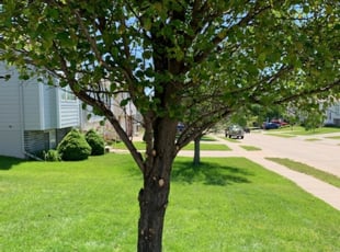 1 Fairfield Ct Lawn Care Service Lawn Mowing From 19 Best 2020