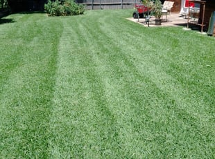 Grand Prairie Tx Lawn Care Service Lawn Mowing From 19 Rated Best 2020