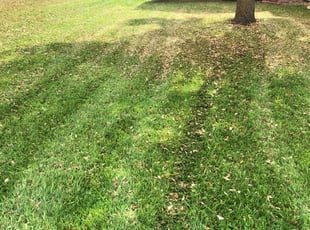 1 Hanover Pa Lawn Care Service Lawn Mowing From 19 Best 2020