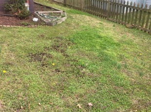 Hyattsville Md Lawn Care Service Lawn Mowing From 19 Rated Best 2020