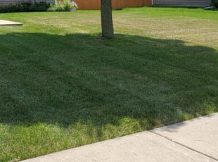 Irving Tx Lawn Care Service Lawn Mowing From 19 Rated Best 2020