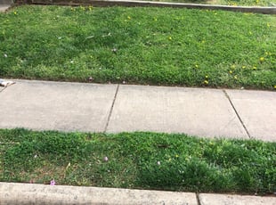 1 Leesburg Va Lawn Care Service Lawn Mowing From 19 Best 2020