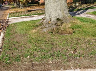 Livonia Mi Lawn Care Service Lawn Mowing From 19 Rated Best 2020