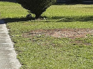 Lutz, FL Lawn Care Service | Lawn Mowing from $19 ...