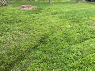 Lutz Fl Lawn Care Service Lawn Mowing From 19 Lawnstarter