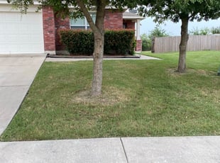Organic Lawn Care University Of Texas Press Organic Lawn Organic Lawn Care Growing Grass