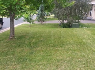 1 Minneapolis Mn Lawn Care Service Lawn Mowing From 19 Best 2020