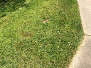 Moncks Corner Sc Lawn Care Service Lawn Mowing From 19 Rated Best 2020