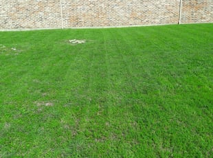1 Morrisville Nc Lawn Care Service Lawn Mowing From 19 Best 2020