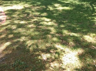 Morrisville Pa Lawn Care Service Lawn Mowing From 19 Rated Best 2020