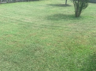 1 Mulberry Fl Lawn Care Service Lawn Mowing From 19 Best 2020