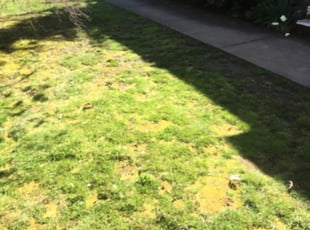 1 North Charleston Sc Lawn Care Service Lawn Mowing From 19 Best 2020