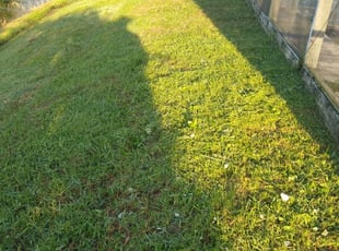 Common Grass Types In Richmond Va Because Richmond Va Lies Within The Transition Zone Both Warm Season And Cool Seaso Best Grass Seed Grass Seed Overseeding