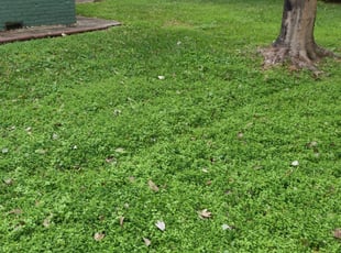 Orangevale Ca Lawn Care Service Lawn Mowing From 19 Rated Best 2020
