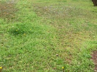 1 Owasso Ok Lawn Care Service Lawn Mowing From 19 Best 2020
