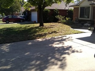 1 Palm Harbor Fl Lawn Care Service Lawn Mowing From 19 Best 2020