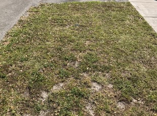 1 Perry Hall Md Lawn Care Service Lawn Mowing From 19 Best 2020