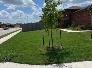 1 Phoenix Az Lawn Care Service Lawn Mowing From 19 Best 2020