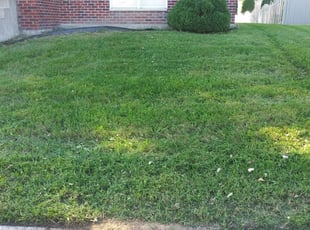 1 Redford Mi Lawn Care Service Lawn Mowing From 19 Best 2020