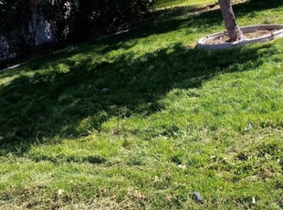 1 Ringgold Ga Lawn Care Service Lawn Mowing From 19 Best 2020