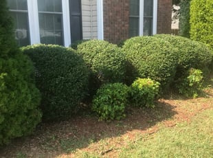 1 Rock Hill Sc Lawn Care Service Lawn Mowing From 19 Best 2020