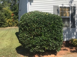 1 Rock Hill Sc Lawn Care Service Lawn Mowing From 19 Best 2020