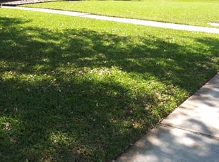 Roseville Mi Lawn Care Service Lawn Mowing From 19 Rated Best 2020