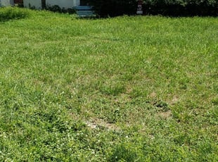 #1 Roswell, GA Lawn Care Service | Lawn Mowing from $19 ...