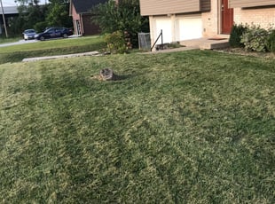 Ruther Glen Va Lawn Care Service Lawn Mowing From 19 Rated Best 2020