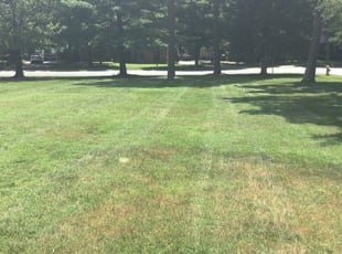 1 Sacramento Ca Lawn Care Service Lawn Mowing From 19 Best 2020