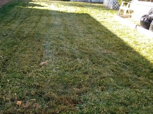 1 Salt Lake City Ut Lawn Care Service Lawn Mowing From 19 Best 2020