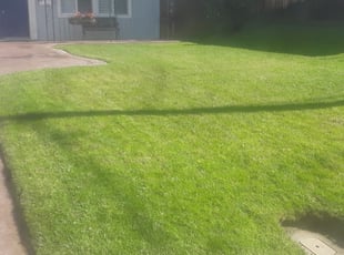 San Diego Ca Lawn Care Service Lawn Mowing From 19 Lawnstarter