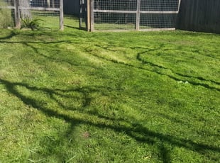Sealy Tx Lawn Care Service Lawn Mowing From 19 Rated Best 2020