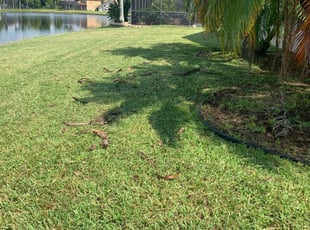 Shafter, CA Lawn Care Service | Lawn Mowing from $19 | Rated Best 2020