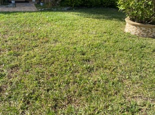1 Spanaway Wa Lawn Care Service Lawn Mowing From 19 Best 2020