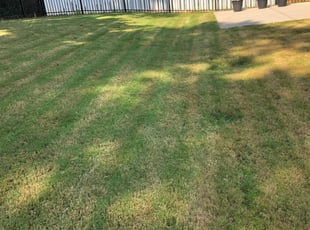 Tacoma Wa Lawn Care Service Lawn Mowing From 19 Rated Best 2020