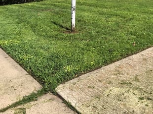 1 Tavares Fl Lawn Care Service Lawn Mowing From 19 Best 2020