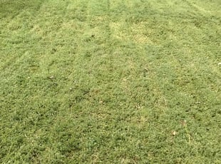 Damascus Md Lawn Care Service Lawn Mowing From 19 Rated Best 2020