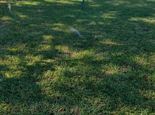 Waterbury Ct Lawn Care Service Lawn Mowing From 19 Rated Best 2020