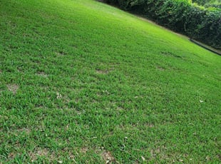 West Palm Beach Fl Lawn Care Service Lawn Mowing From 19 Rated Best 2020